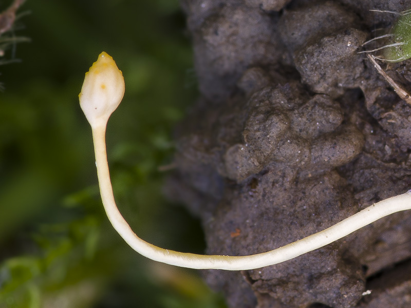 Cordyceps myrmecophila